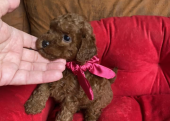 TOY POODLE YAVRULAR